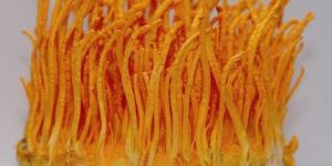 Cordyceps Militaris Mushroom