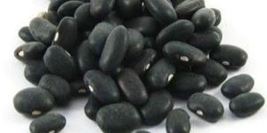 Small Black Kidney Bean