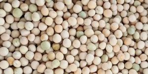 White Pea Beans