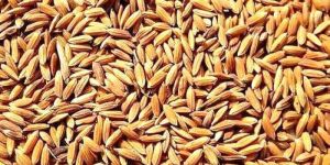 Paddy Seed