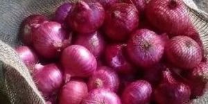 Fresh Red Onion