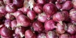 Fresh Golta Onion