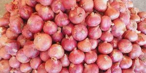 Garva Onion