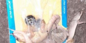 Lizard Control Service