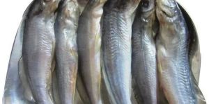 Frozen Tangra Fish