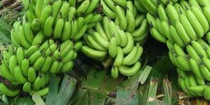 Fresh Green Banana
