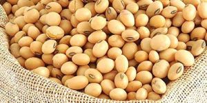 Dried Soybean Seeds