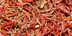 Teja Medium Chilli
