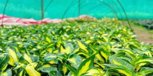 Impatiens Seedlings Rooted Tree Plant