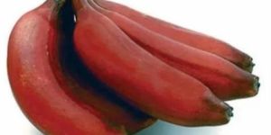 Fresh Red Banana