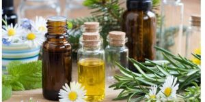 Camphor Essential Oil