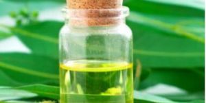 Eucalyptus Oil