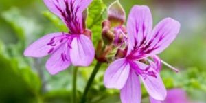 Geranium Essential Oil
