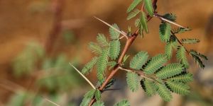 Acacia Arabica Plant