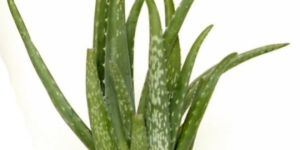 Aloe Vera Plant