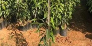 Amrapali Mango Plant