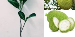 Jackfruit Plant