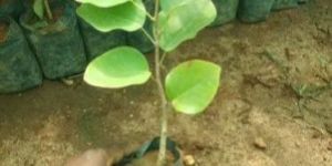 Red Sandalwood Plant