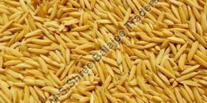 Hybrid Paddy Seeds