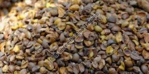Sal Seeds