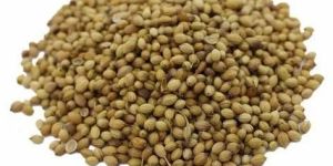 Coriander Seeds