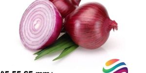 Red Onion