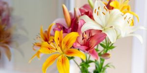 Asiatic Lily Flower