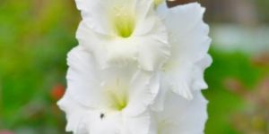 White Gladiolus Flower