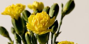 Yellow Carnation Flower