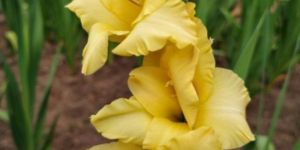 Yellow Gladiolus Flower