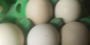 Country Egg