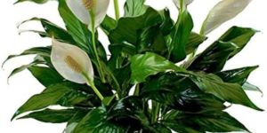 Peace Lily Plants