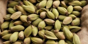 Green Cardamom