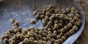 Jaggery Ball