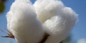 Long Staple Cotton