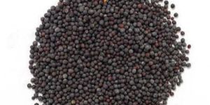 Mustard Seeds