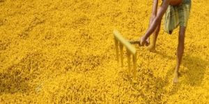 South Indian Turmeric