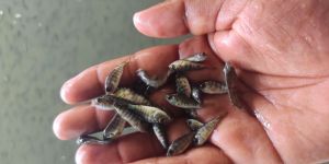 Monosex Tilapia Fish Seeds