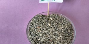 8/16 Mesh Dry M Sand