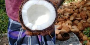 Semi Husked Coconuts