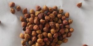 Organic Kala Chana