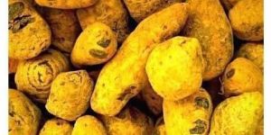 Turmeric Bulb