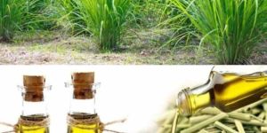Lemon Grass Oil