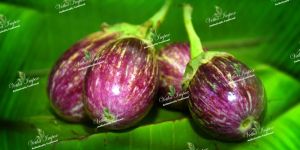 Blue Brinjal