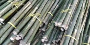 Bamboo Pole