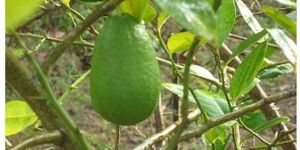 Assam Lemon
