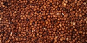 Ragi Seeds