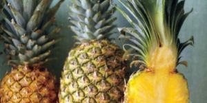 Indian Fresh Pineapple