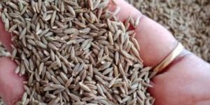 Cumin Seeds