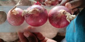Onion Bags